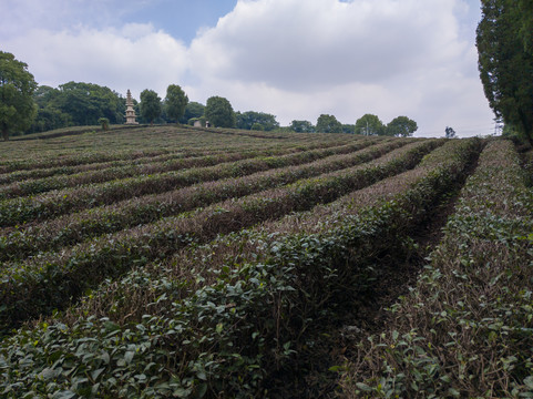 夏日斗山茶场2