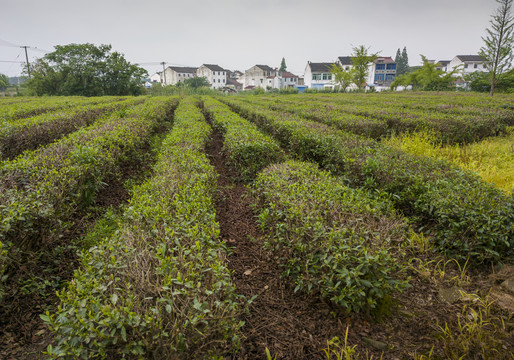 夏日斗山茶场4