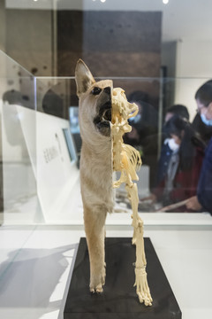狗骨骼模型
