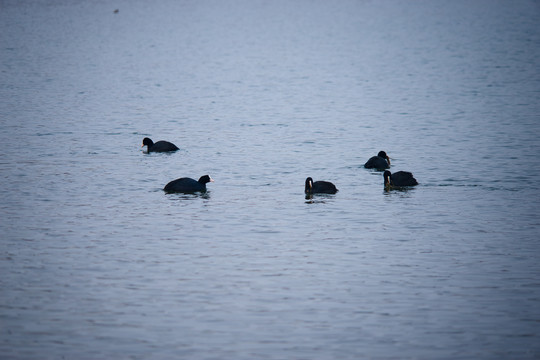 湖水黑鸭