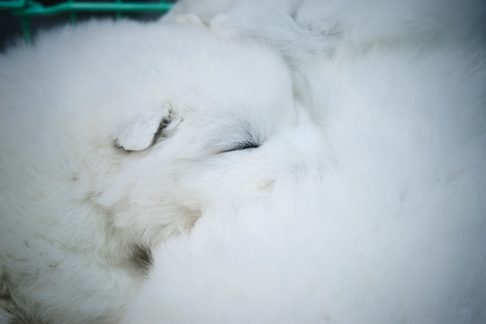 白色睡觉的狗