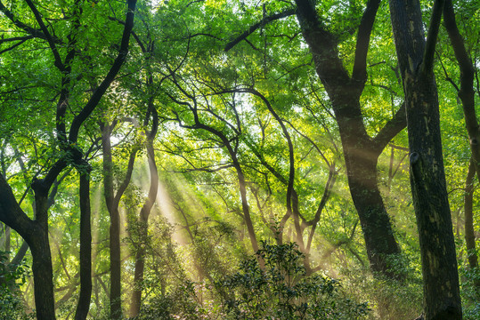 阳光树林绿树林