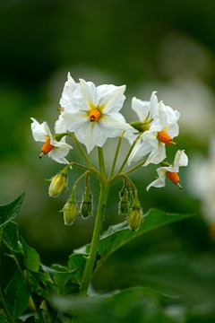 洋芋花