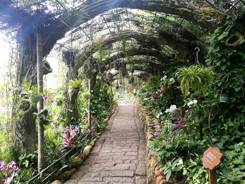 植物走廊