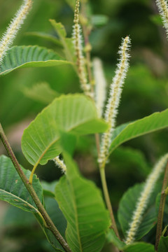 板栗树开花