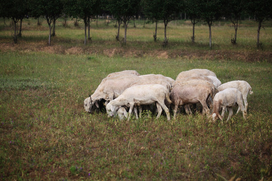吃草的绵羊群