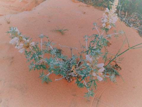 野草沙漠植物