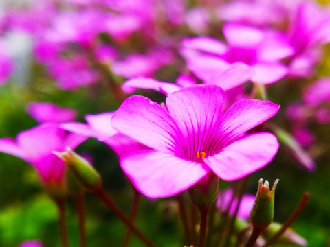 红花酢浆草花坛