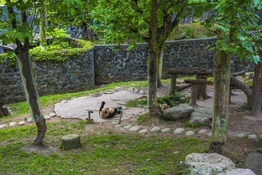 都江堰熊猫基地