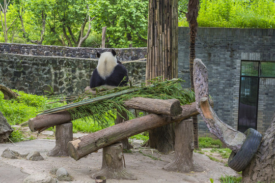 都江堰熊猫乐园