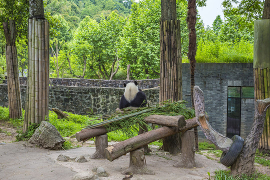 大熊猫栖息地