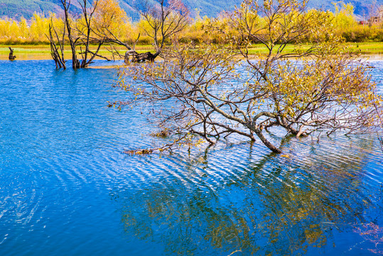 湿地风光