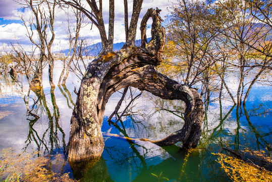 水中老树