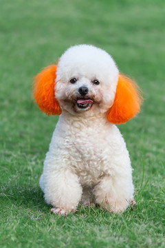 比熊犬