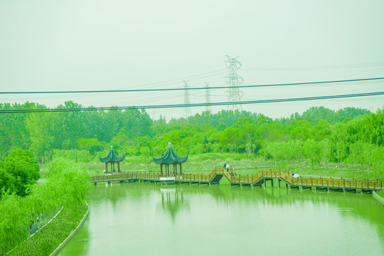 绿树林