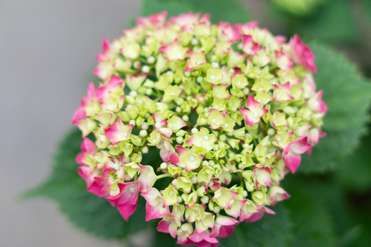 绣球花