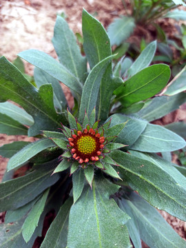 天人菊花苞