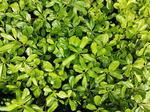 绿植墙