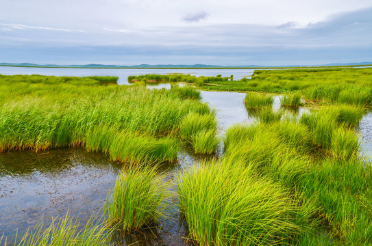 花湖若尔盖湿地