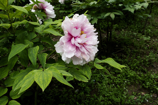 牡丹花