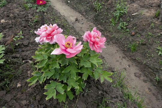 牡丹花