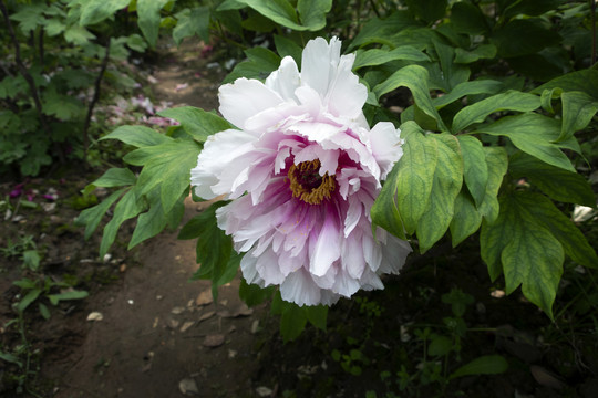 牡丹花
