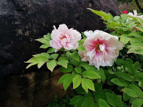 牡丹花