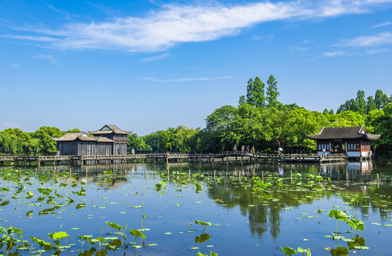 杭州西湖曲院风荷