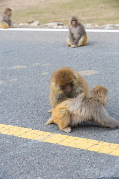 在路边玩耍的野生猴子