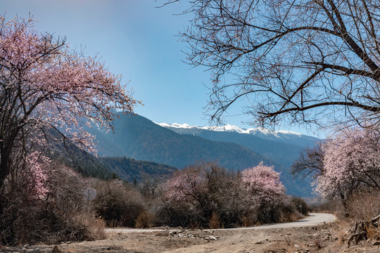 西藏林芝南迦巴瓦峰雪山下的桃花