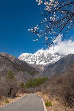西藏林芝南迦巴瓦峰雪山下的桃花