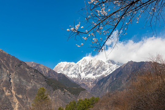 西藏林芝南迦巴瓦峰雪山下的桃花