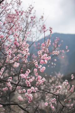 西藏林芝桃花园