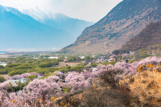 西藏林芝桃花园