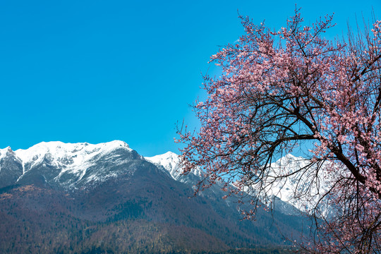 西藏林芝南迦巴瓦峰雪山下的桃花