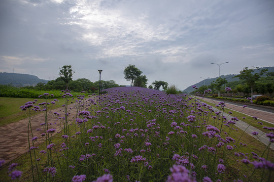 柳叶马鞭草