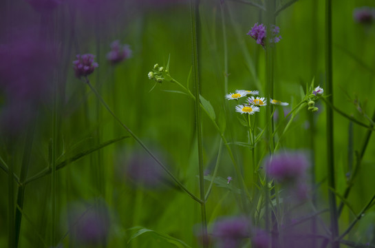 野菊花
