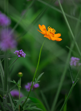 一朵小黄花