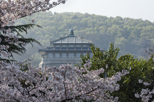 中国湖北武汉武汉大学樱园樱花