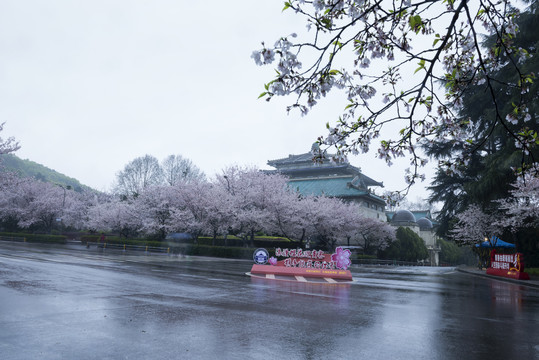 中国湖北武汉武汉大学樱园樱花