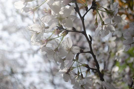 樱花