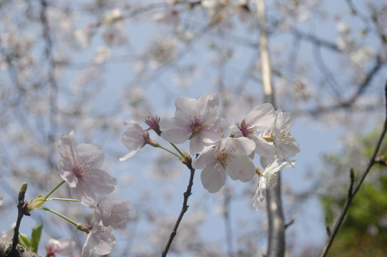 樱花