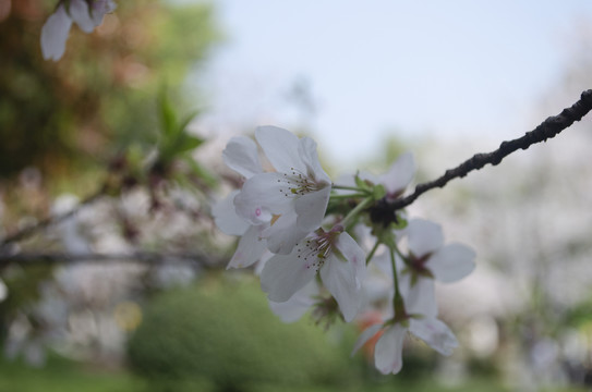 樱花