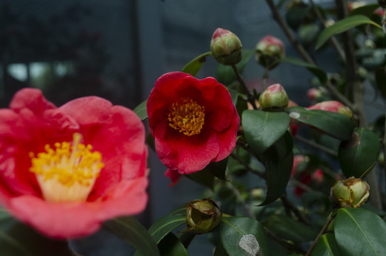 茶花
