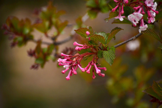 香荚蒾