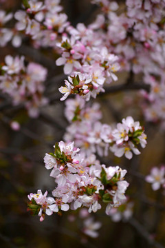 樱桃花