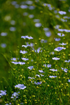 亚麻花