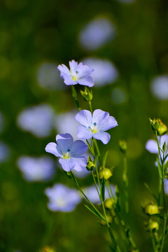 亚麻花