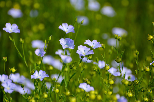 亚麻花