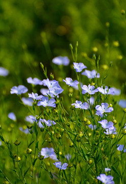 亚麻花